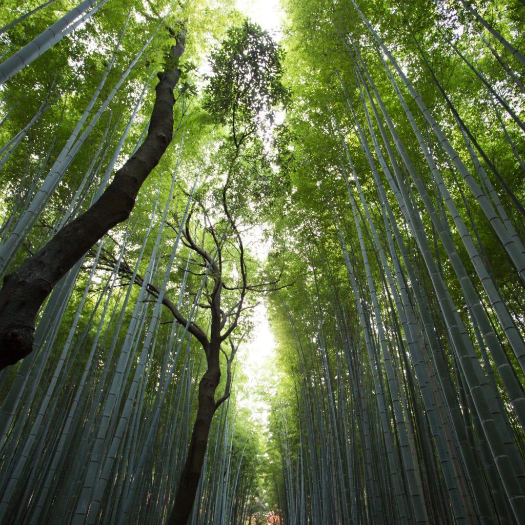 grove of tall trees