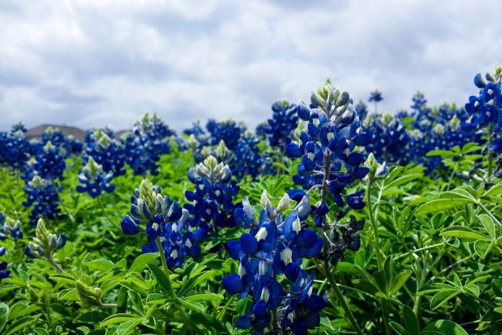 blue flowers in a field