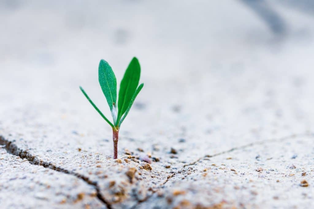 Fresh sprout growing out of dry land