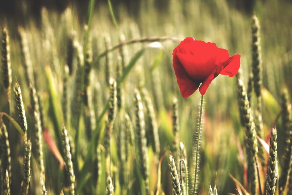 macro of one red flower in green field