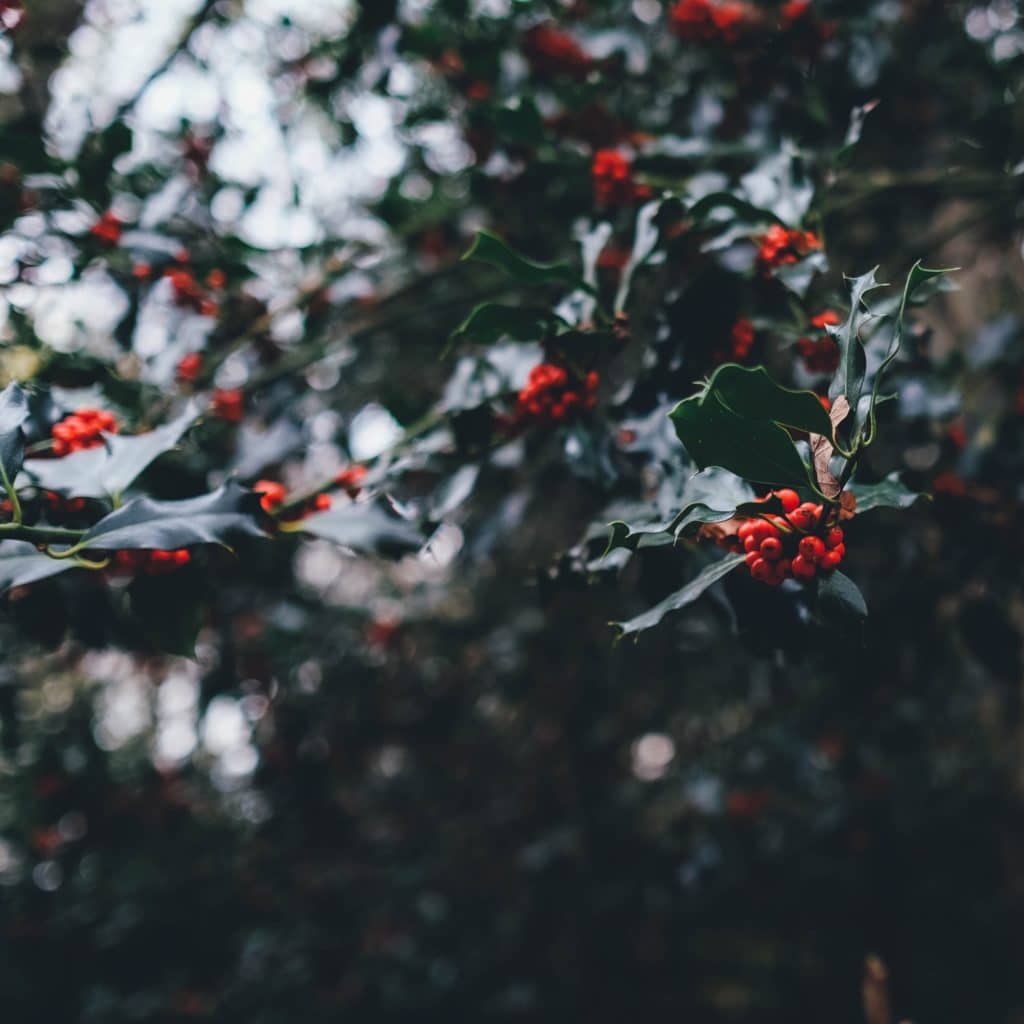 holly with red berries