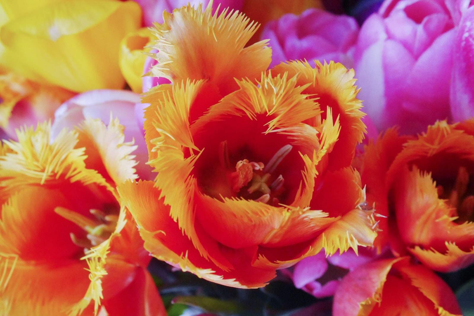 close up of orange and pink flowers