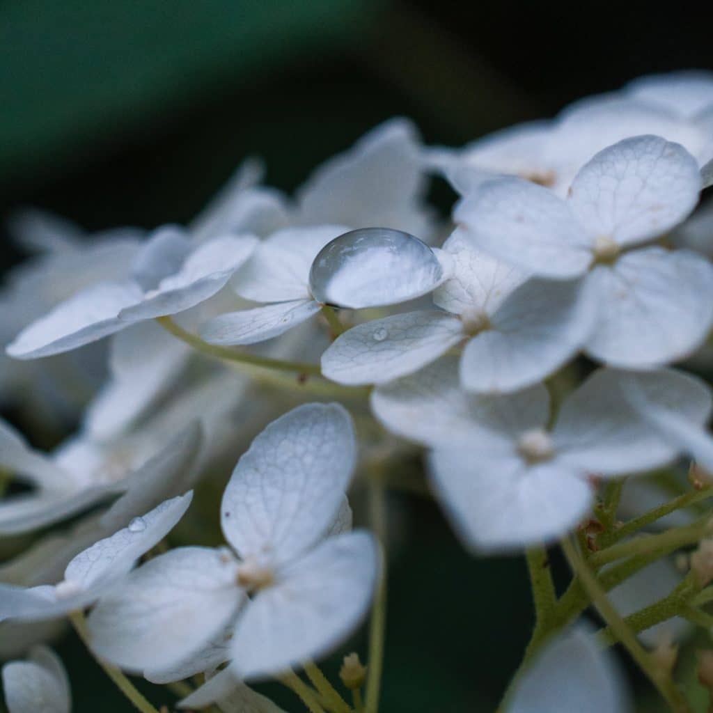 misty white delicate flowers like tears