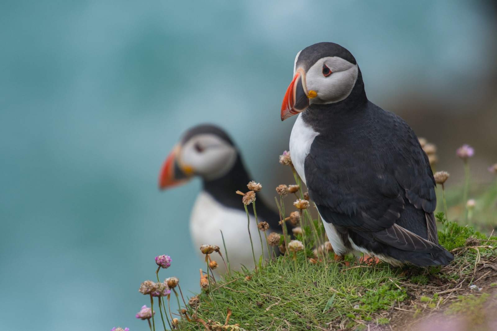 Two puffins