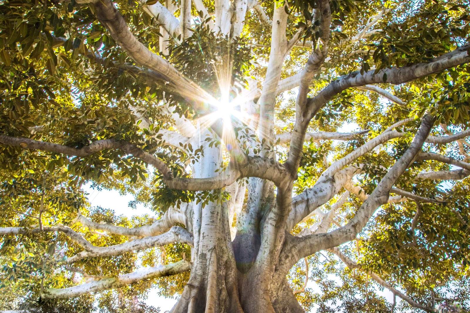 sun light passing through green leafed tree