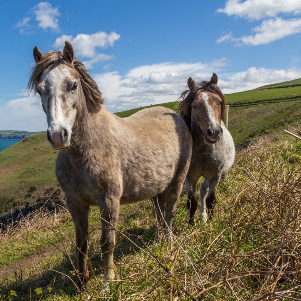 two horses it gets easier