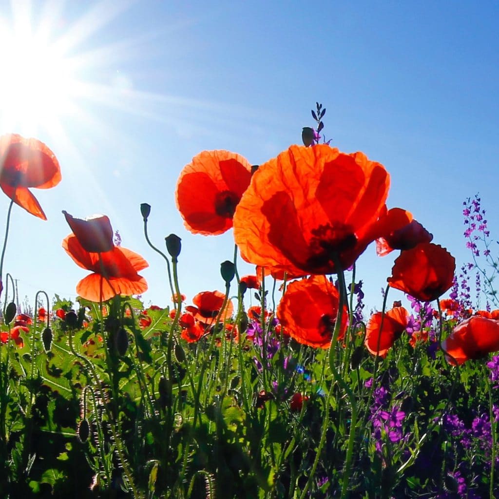 shining your light poppies in sunlight field