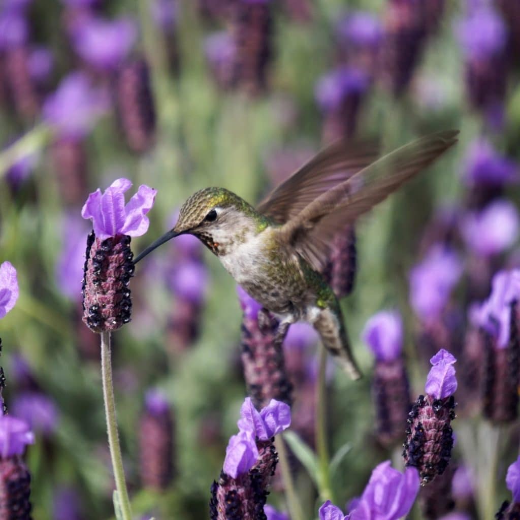 tapping for injuries purple hummingbird in flowers