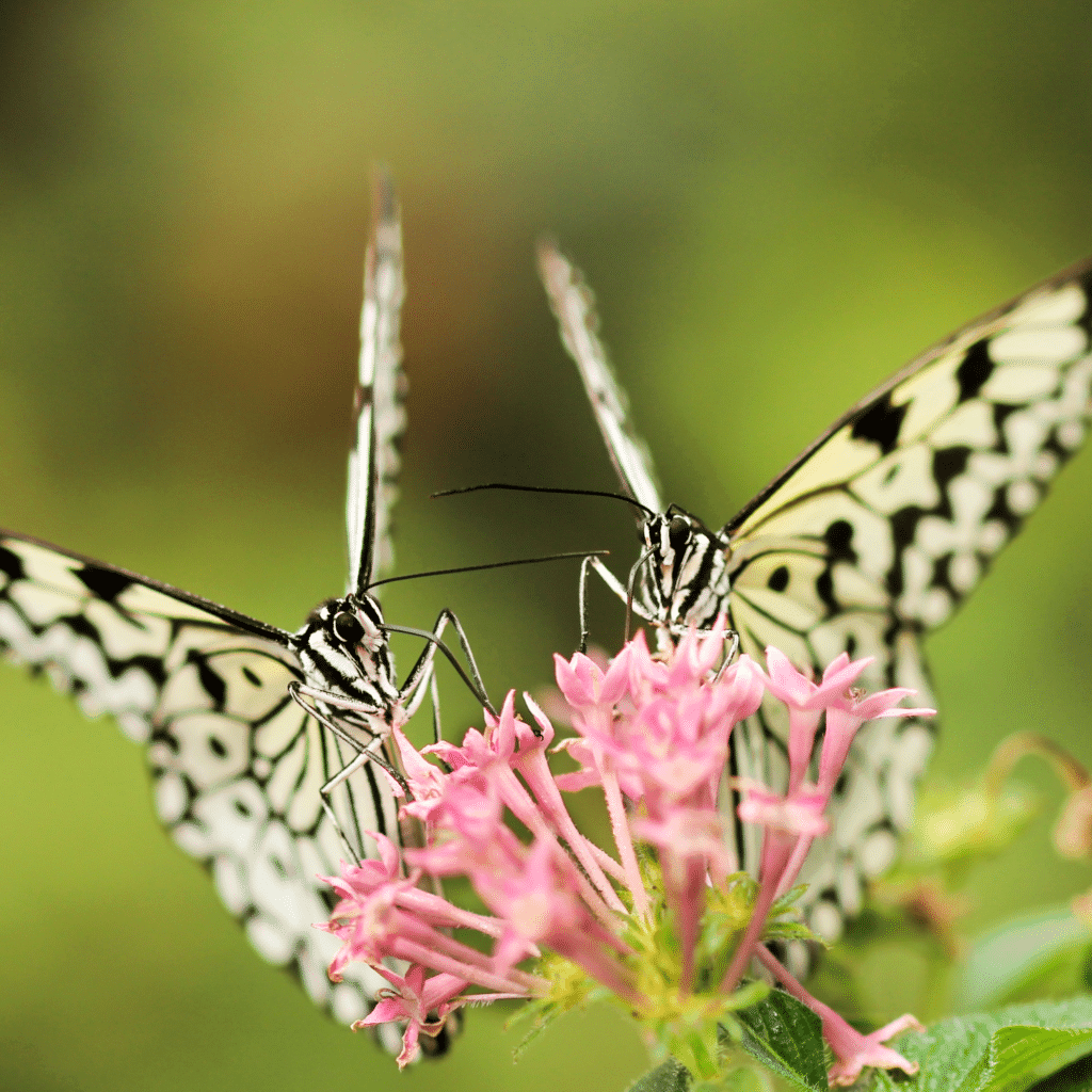 getting help tapping image of two butterflies