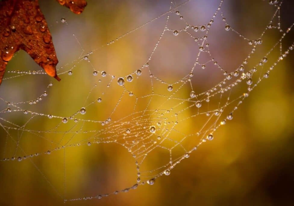 colorful image of spider web in the mist