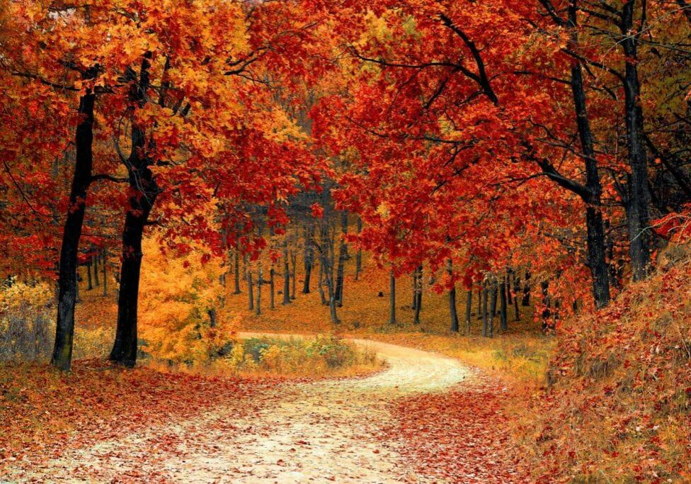 colorful autumn image