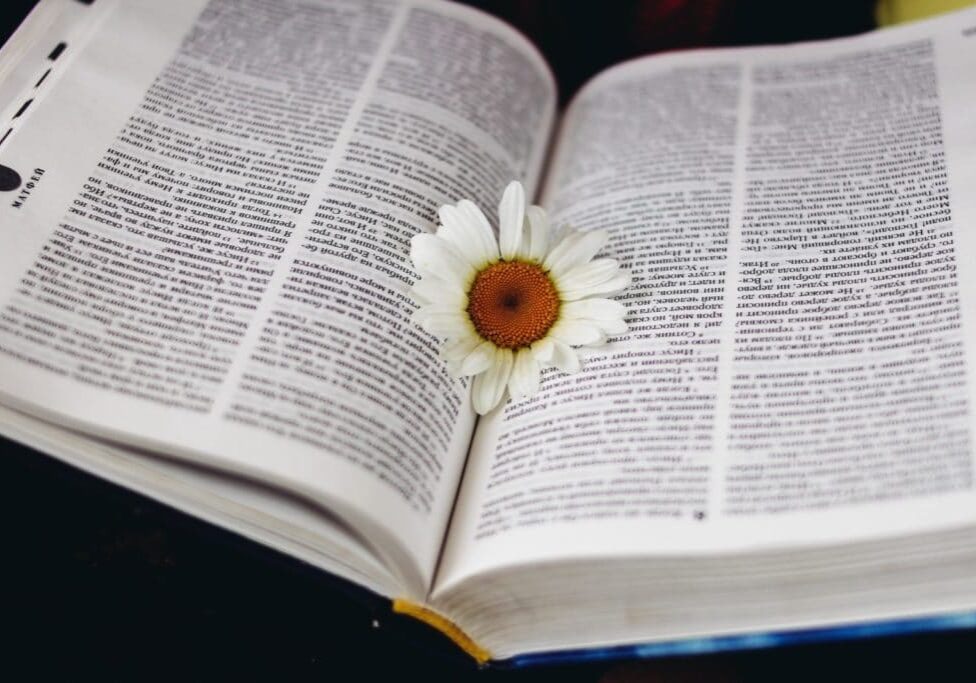 white flower in book