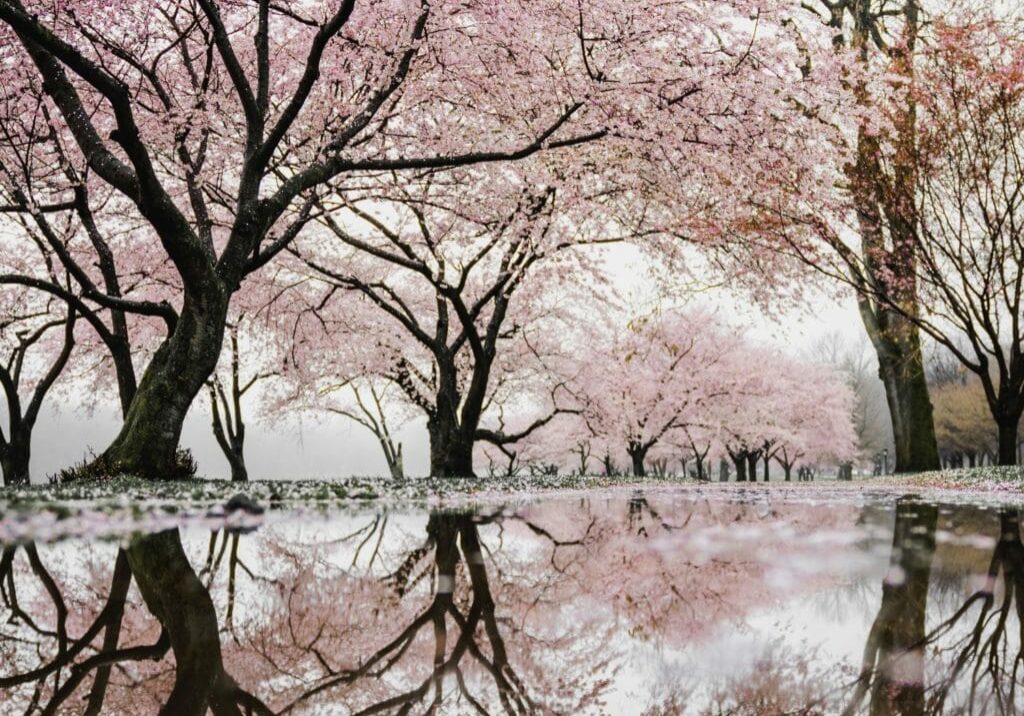 cherry trees in reflection