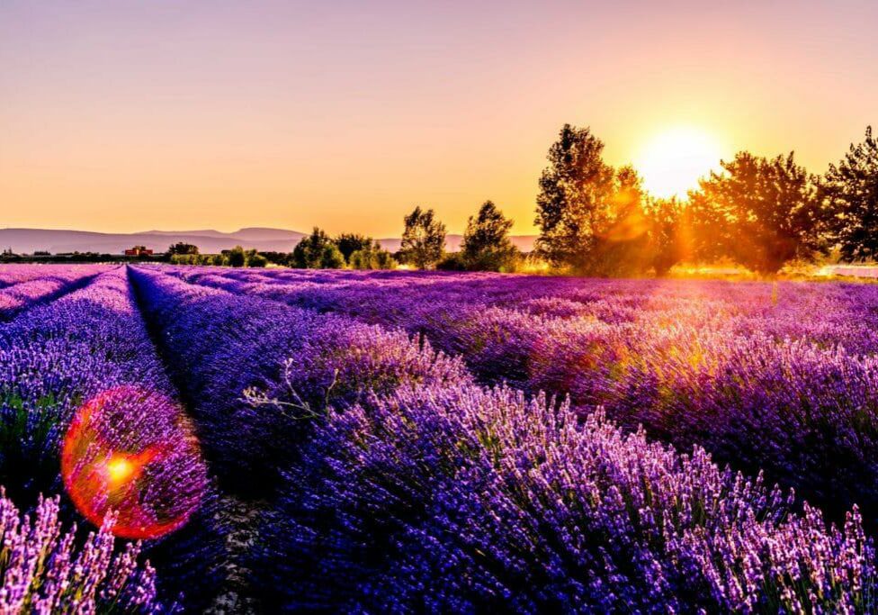 lavender plants in field with setting sun