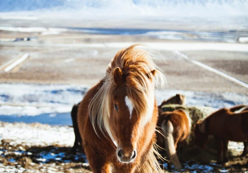 horse with long mane trotting towards us with snow in the background