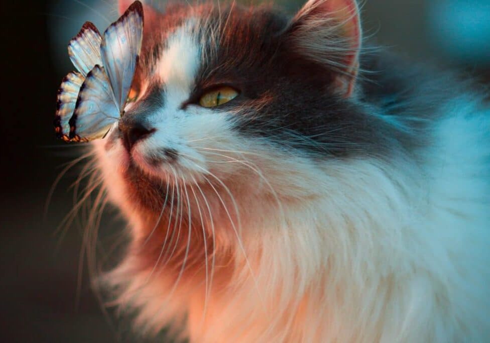 cat with butterfly landing on its nose