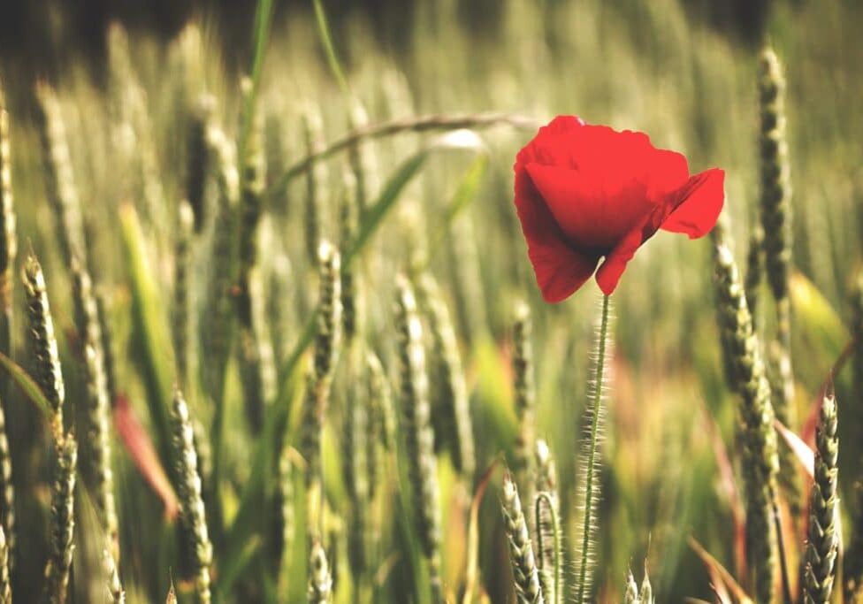 macro of one red flower in green field