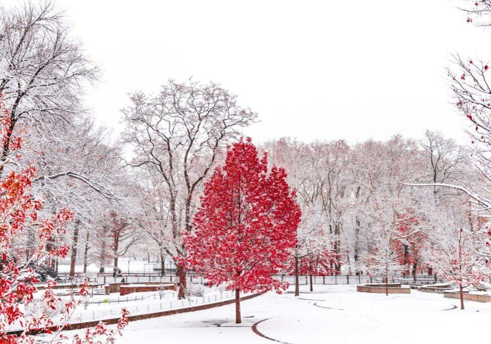 red trees against snow covered park