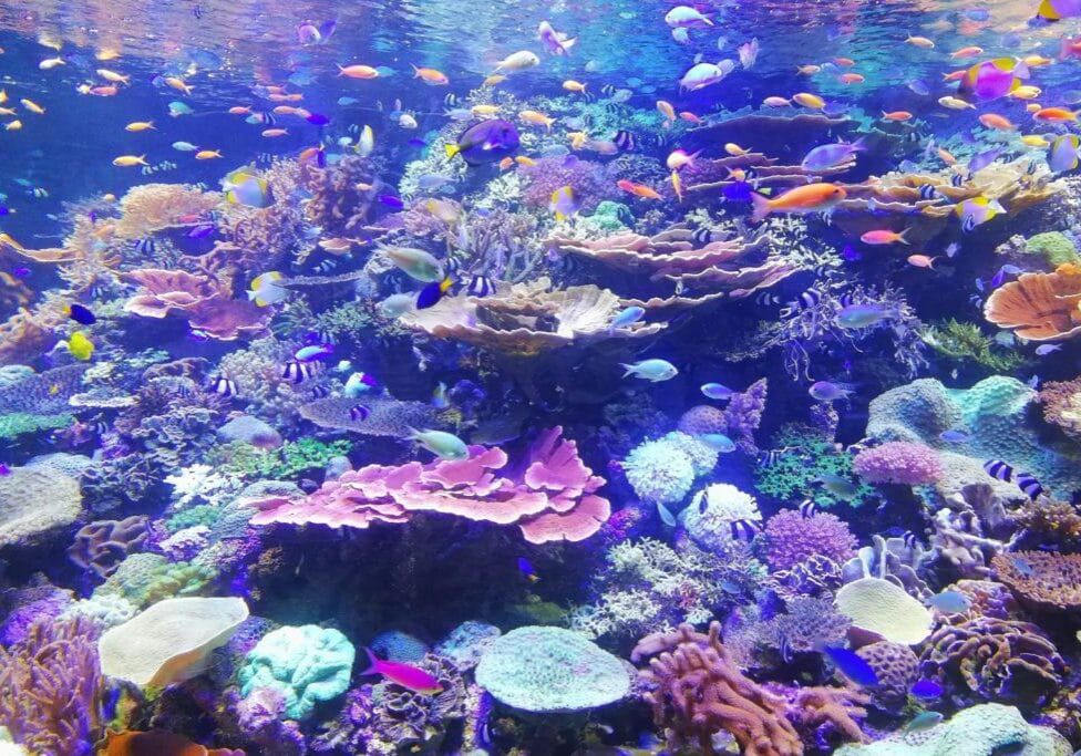 underwater shot of colorful coral reef