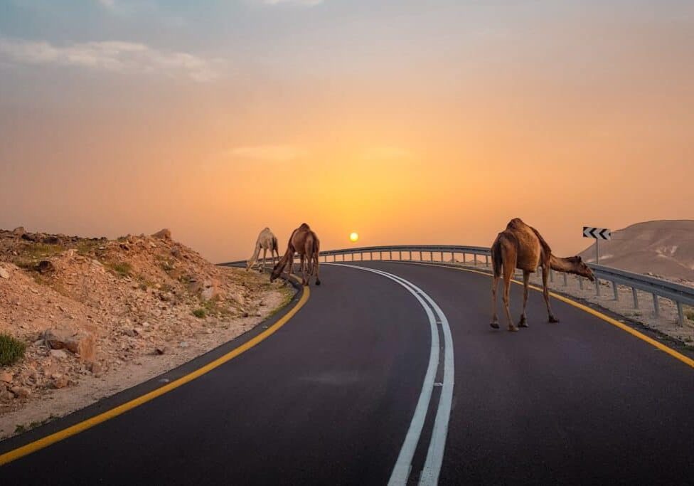 three camels walking on a paved road against the sunset