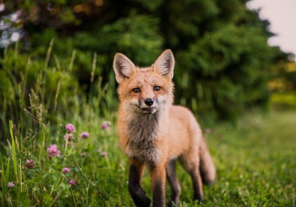 fox trotting towards you in a green field
