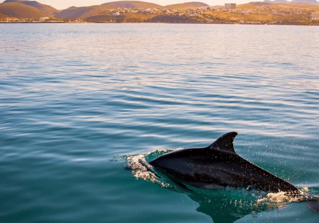dolphin swimming towards shore
