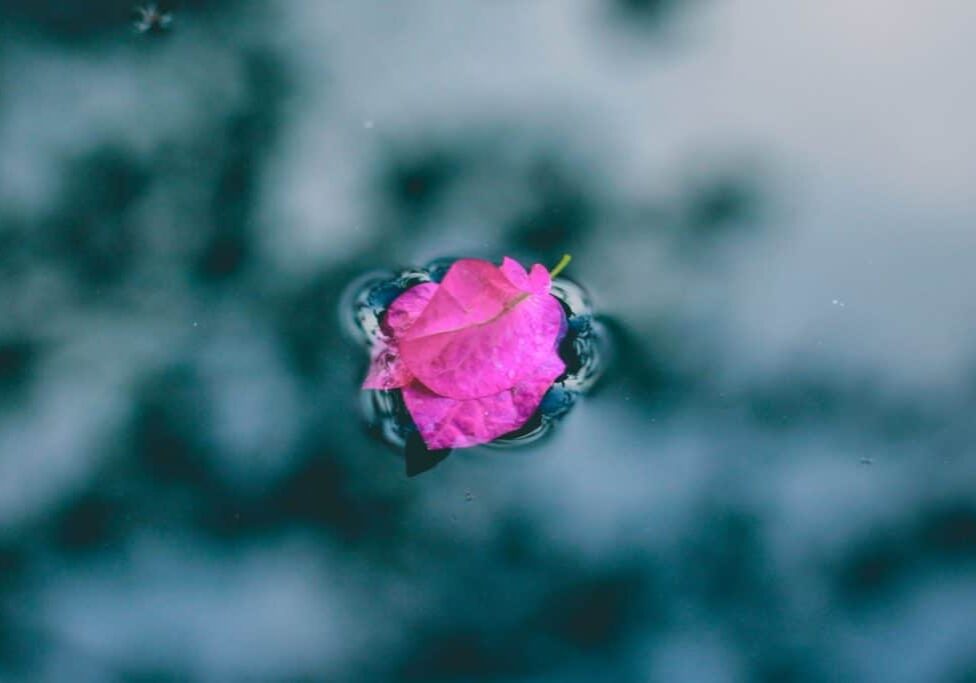 pink petal floating in pale blue water