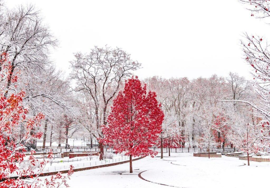 red tree in white snow