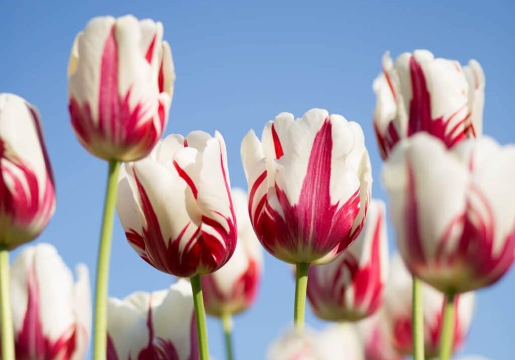 tulip's colorful
