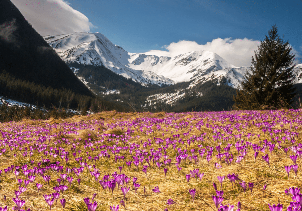 mountain field of purple wildflowers