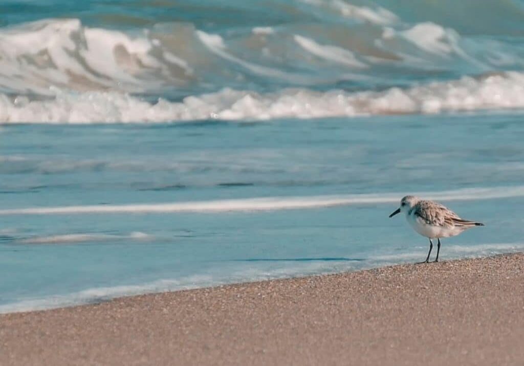 single bird on a seashore