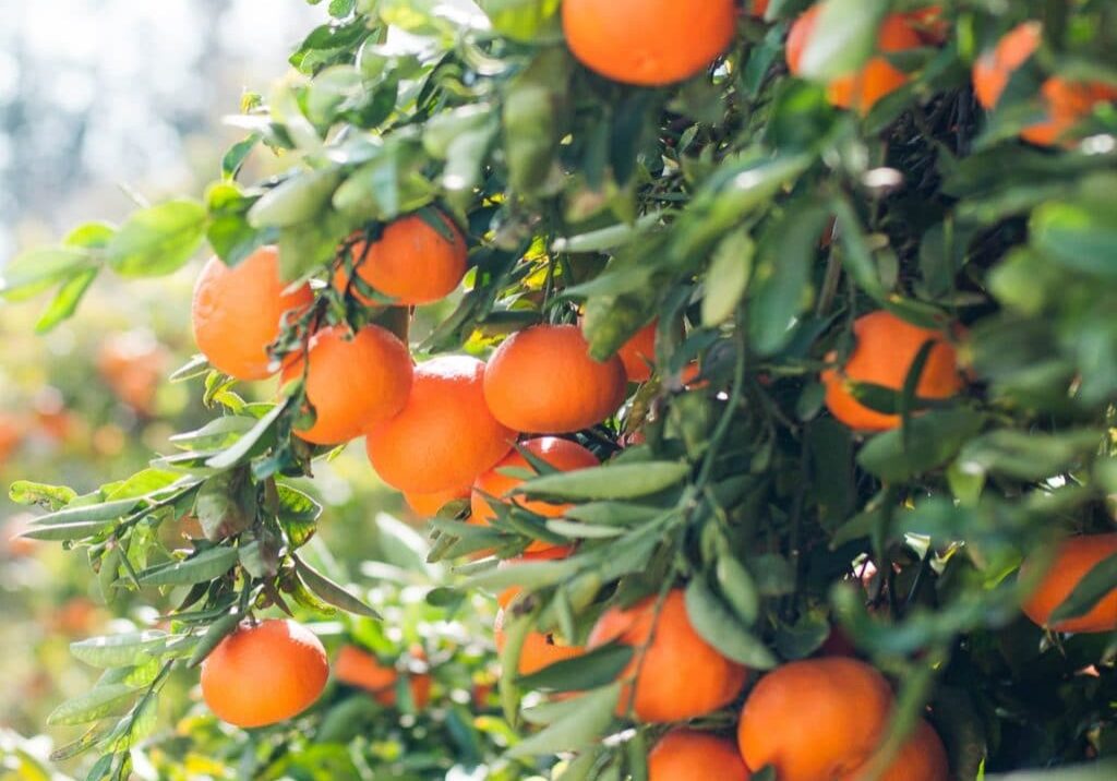 brightly colored tangerines on a green leafy tree