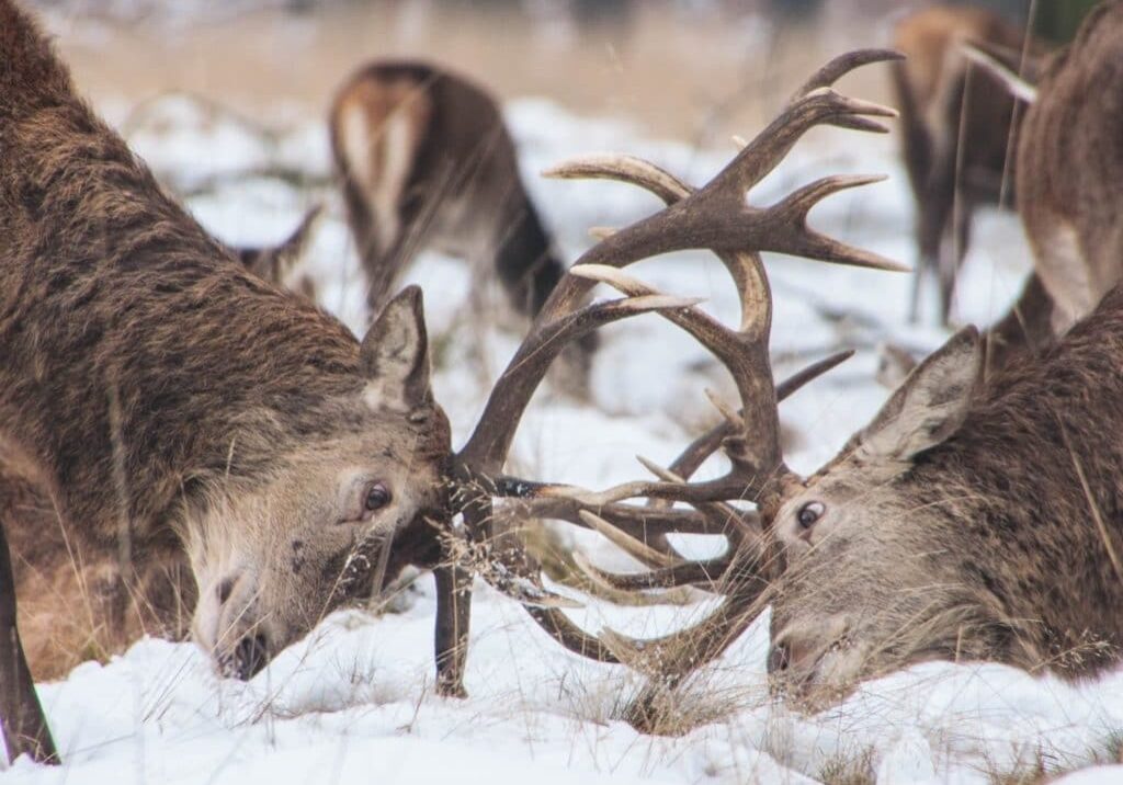 elk battling with their horns