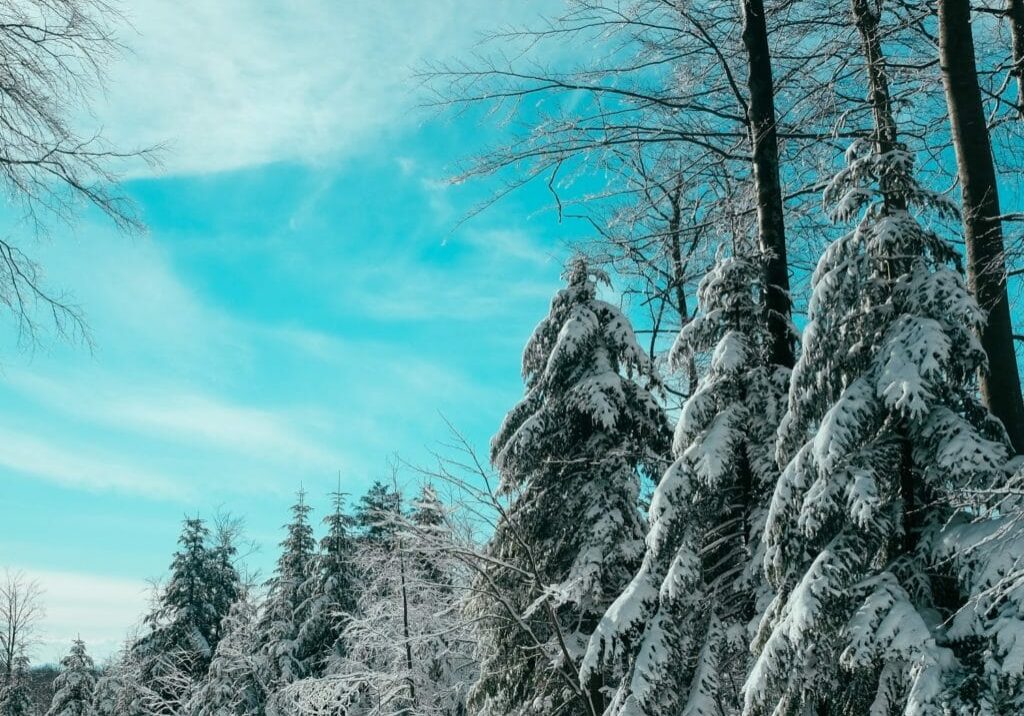 line of snow covered majestic evergreens
