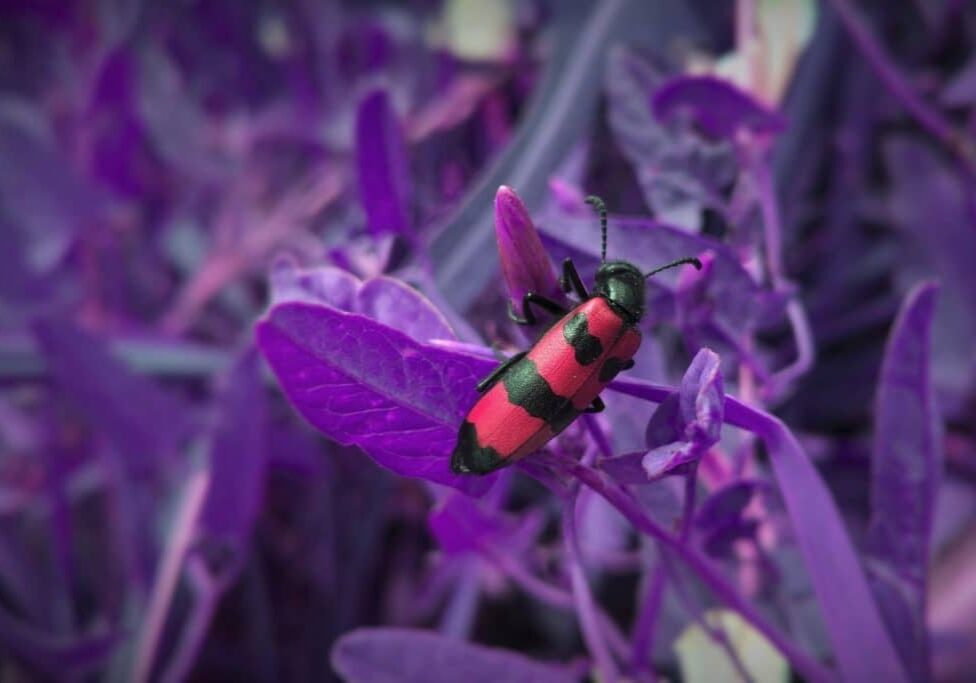 red bug on purple flowers
