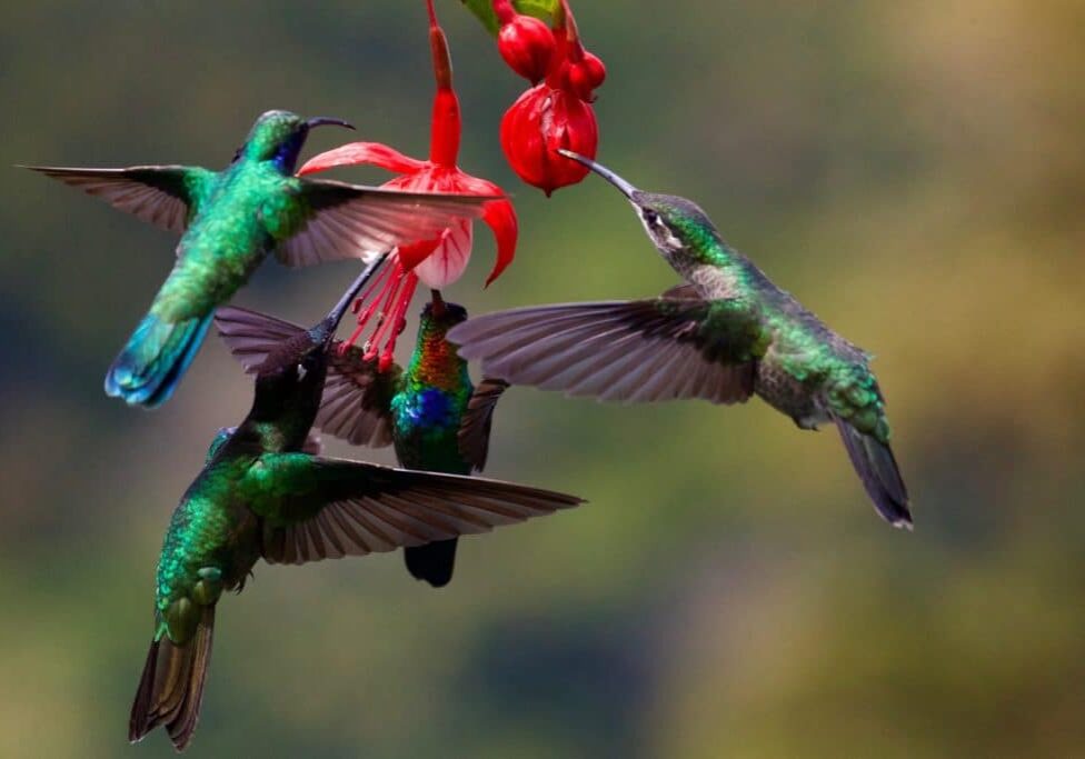 group of hummingbirds at red flower