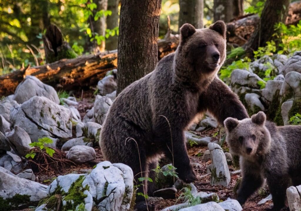 mama bear and her cub on rocks