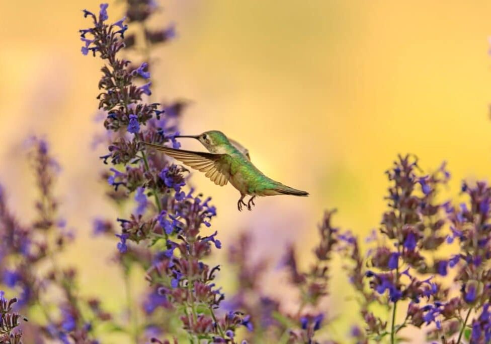 hummingbird with lavender