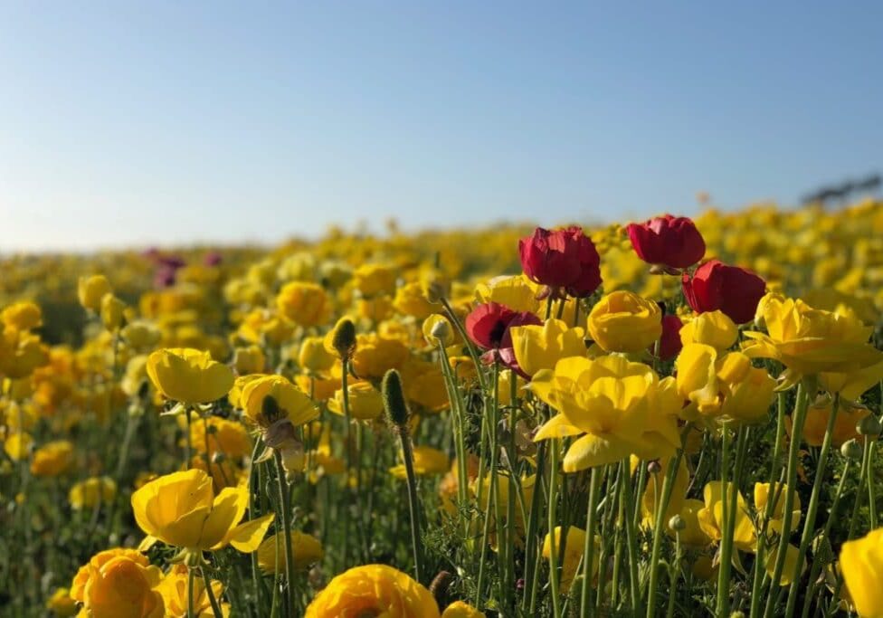 landscape photo of red and yellow flowers