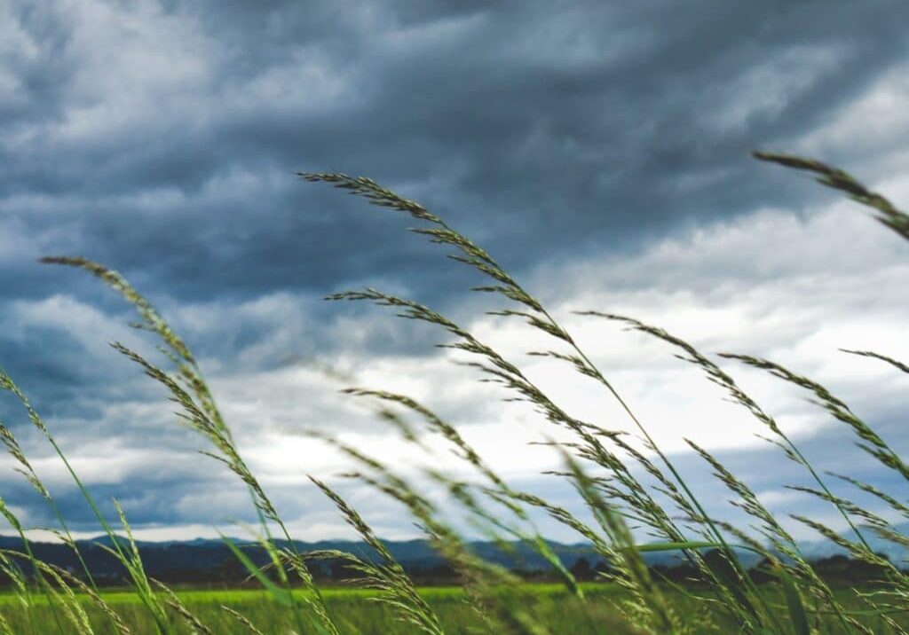stormy sky, grassy field