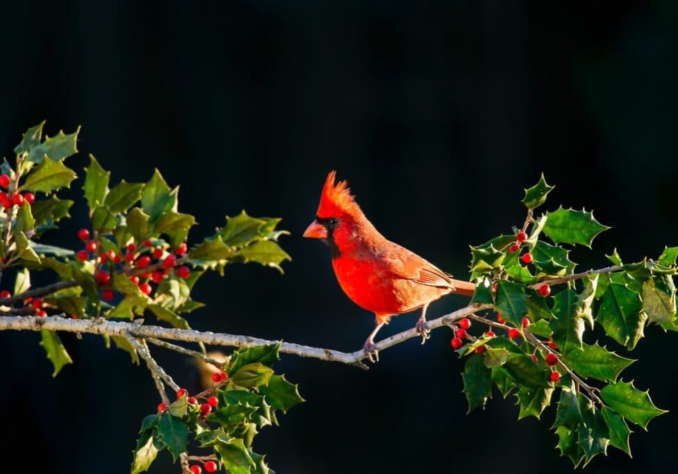 red cardinal on branch of holly with red berries