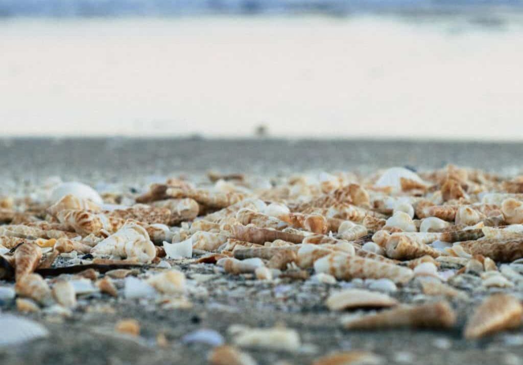 pebbles on a seashore